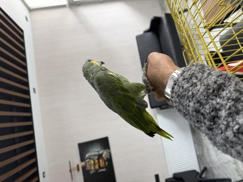 Amazon papağanı ele ve omuza alışkın