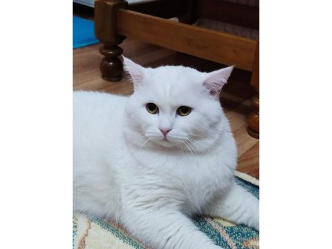 Koca kafa british longhair behlül