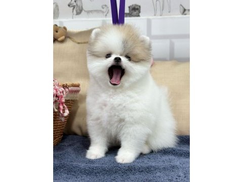 2 aylık dişi-erkek pomeranian boo yavrularımız