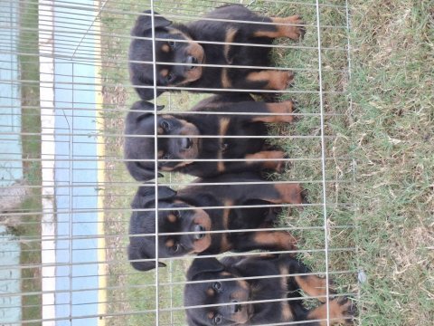 A şecereli üst düzey kaliteli rottweiler yavrular