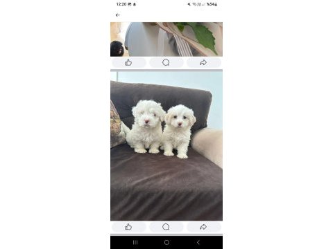 Maltipoo yavrum 55 günlük