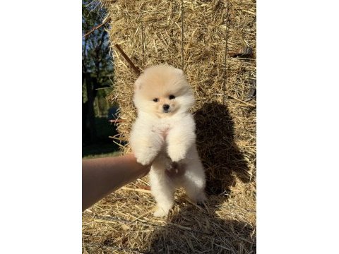 Ayıcık kafa pomeranian boo teddy face