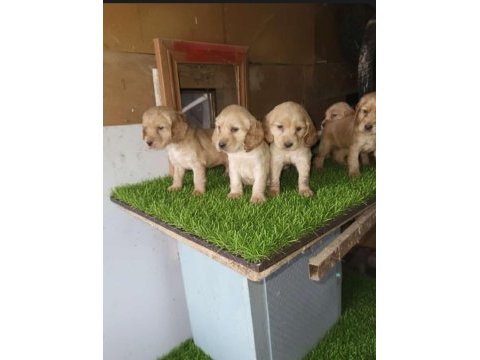 American cocker aşılı belgeli 2 aylık bebekler