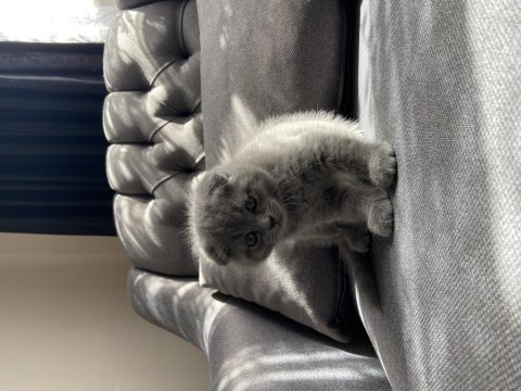 2 aylık yavru scottish fold sahiplendirme