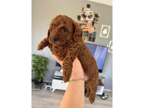 Dişi erkek sevimli poodle