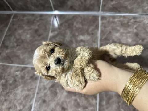 Harika maltipoo yavrular