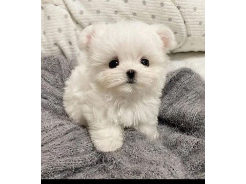 Maltese terrier
