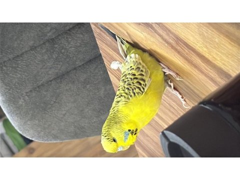 3 aylık dişi teksas jumbo muhabbet kuşu