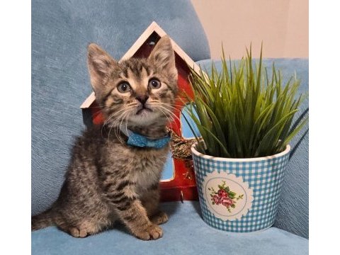 Kısa bacaklı topçik kafalı tiny tekir oğlum