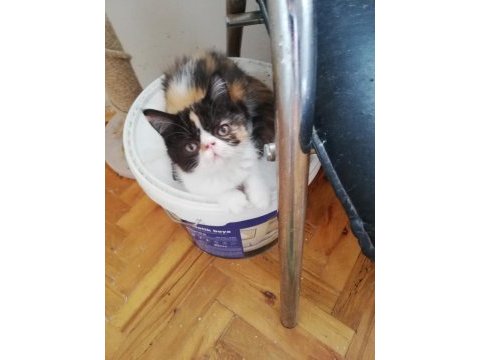 Exotic shorthair