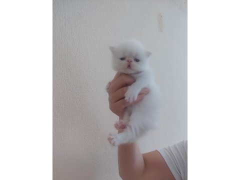 Persian bebekler sahiplendirme