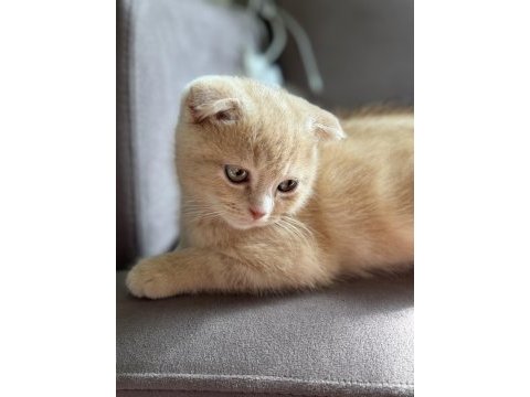 Erkek scottish fold