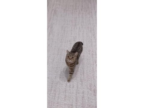 Çok uysal sevecen evcil kedimiz