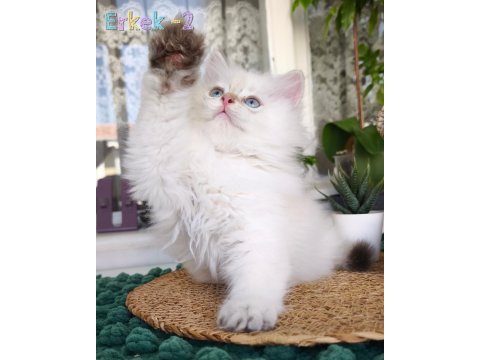 Safkan british longhair show kalite yavrular