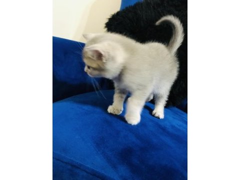 Mama ve tuvalet eğitimi tamamlanmış british shorthair