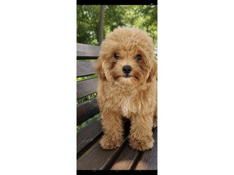 Maltipoo cinsi yavrular 3 aylık