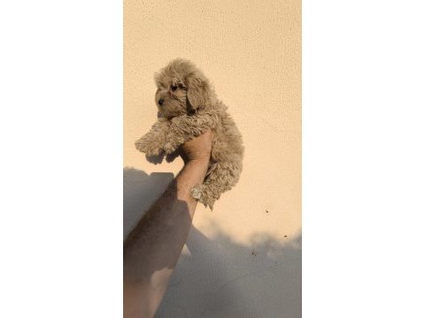 Maltipoo cinsi köpeklerimiz