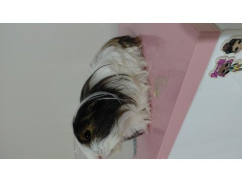 Erkek ginepig