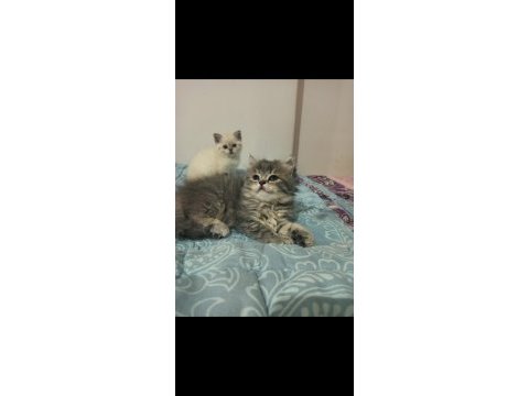 British shorthair / longhair yavrular