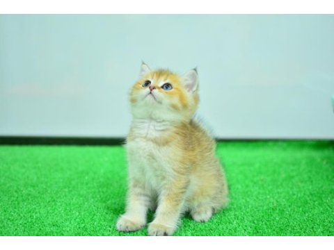Şampiyon soyundan ny 11 golden british shorthair