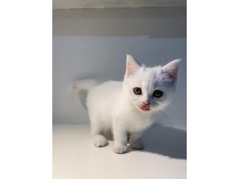 Kendini sevdiren bir bebek kedimiz eşyaları ile verilecek
