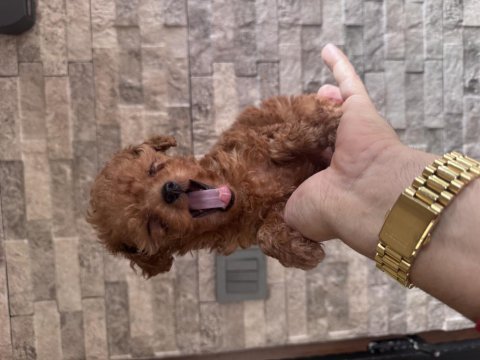 Büyemeyen gerçek toy poodle kısa burunlu