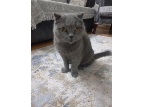 7 aylık british shorthair
