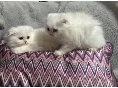 Scottish gold longhair kediler
