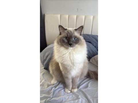 1,5 yaş dişi ragdoll kızıma eş arıyorum
