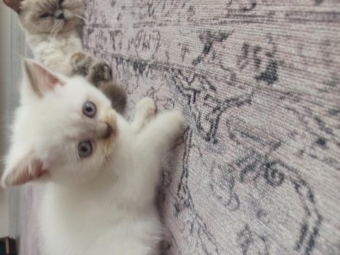Yavru british shorthair
