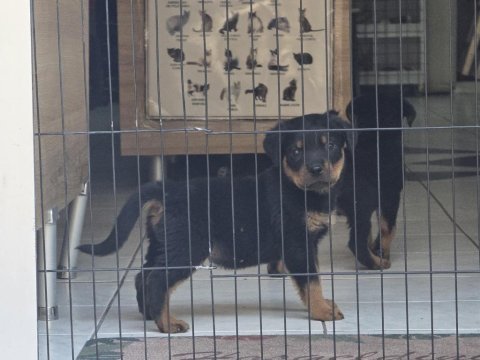 A kalite erkek rottweiler yavruları