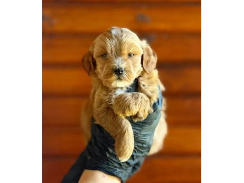 Tuvalet eğitimli maltipoo yavrusu