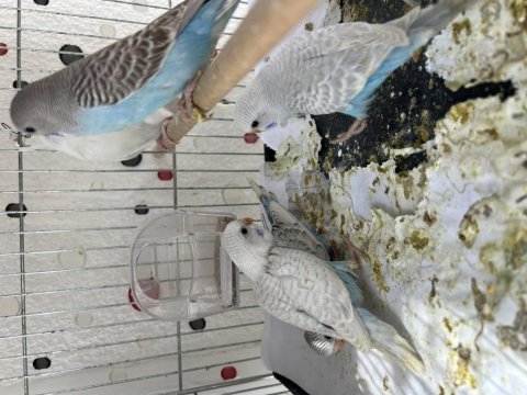 Yeme yeni düşmüş iri boy muhabbet kuşu yavrular