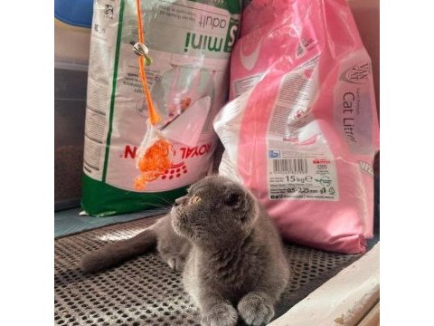 Scottish fold erkek kedimiz
