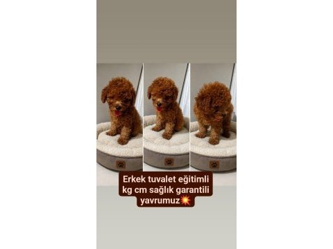 Erkek tuvalet eğitimli poodle yavrumuz