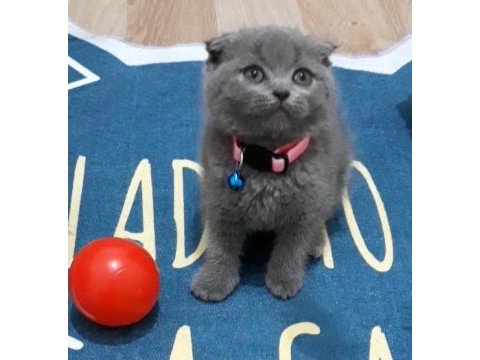British shorthair scottish fold dişi erkek yavrular