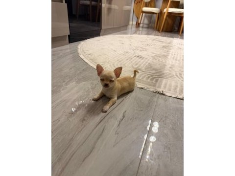 Orijinal elma kafa chihuahua