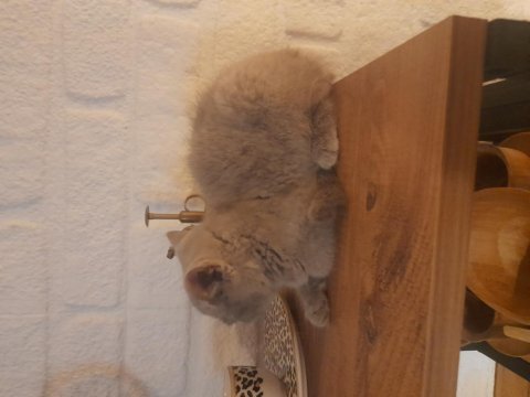 Peluş oyuncak güzelliğinde dişi yavrumuz antalya