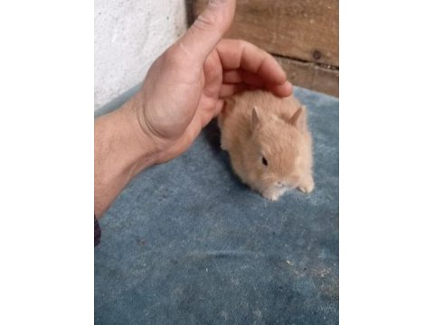 Cüce tavşan yavruları