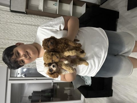 2 aylık toy poodle