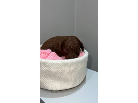 Kore red brown poodle dişi erkek rezerve için hazır bebekler