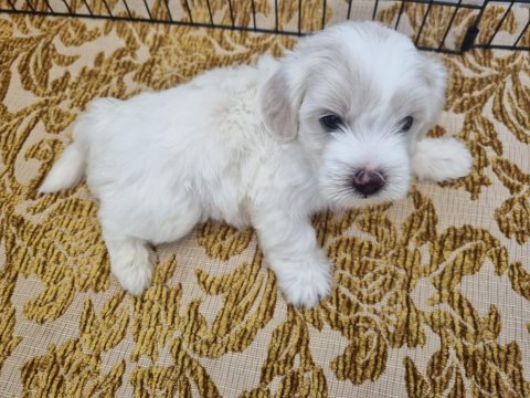 Bebek yüz maltese