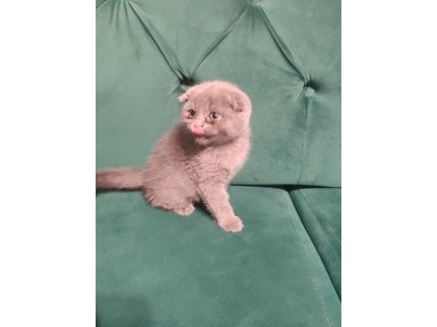 44 günlük scottish fold yavrular