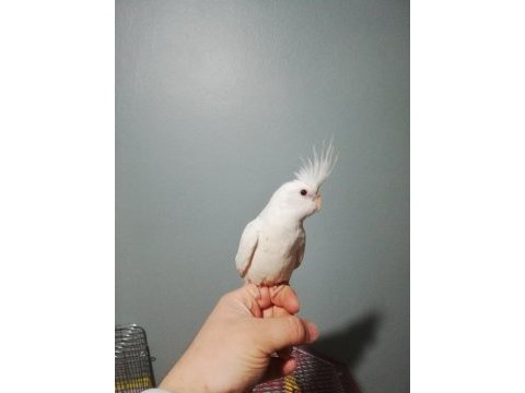 Erkek albino sultan papağanı yavru