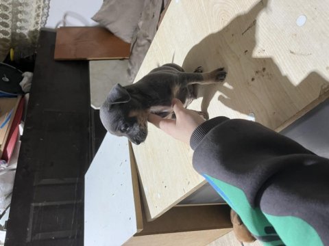 Şivava köpeğimize acil yuva aranıyor
