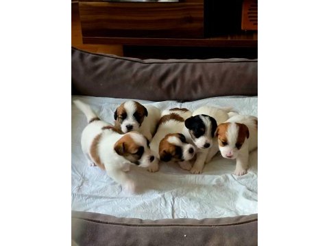 Şecereli jack russell yavrular