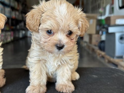 Yasal ruhsatlı çiftlikden maltipoo yavrular