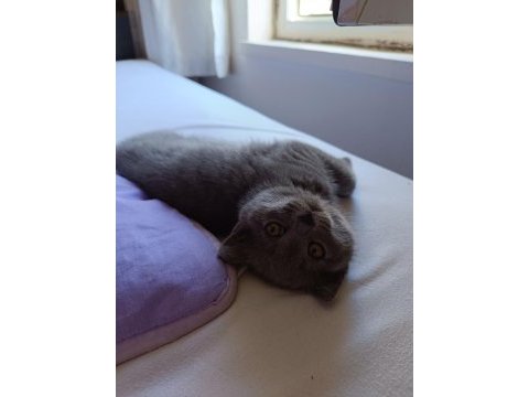 2 aylık yavru british longhair