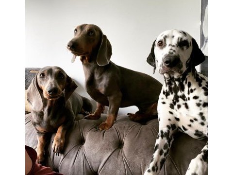 Blue dachshund (sosis köpek) yavrular