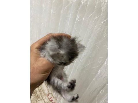 Chinchilla yavrumuz 40 günlük